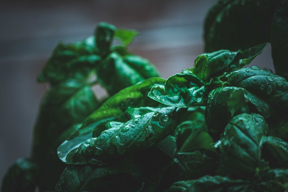 Detailed close-up of fresh basil leaves covered in water droplets, showcasing lush green foliage.
